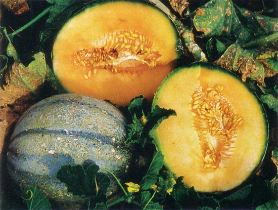 Beloved by the French, Charentais melons, such as this ‘Alienor’ variety, offer some of the richest flavors in the cantaloupe world.